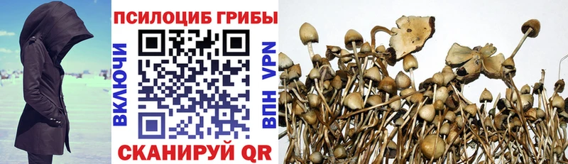 KRAKEN ссылки  Курчалой  Галлюциногенные грибы Magic Shrooms 